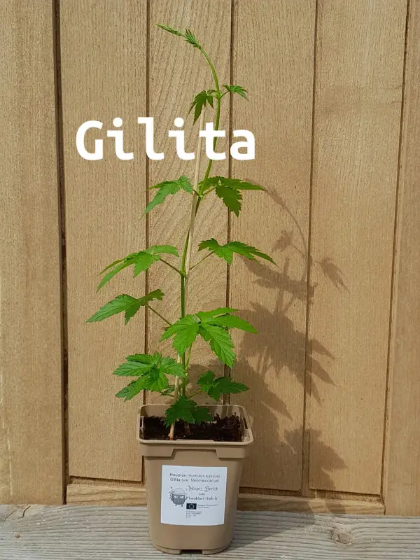 Gilita 2026 nom
