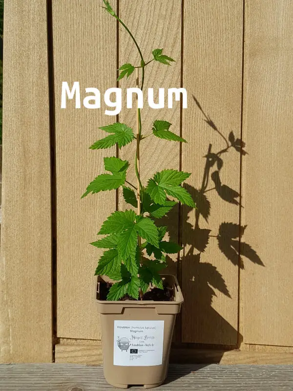 Magnum 2026 nom
