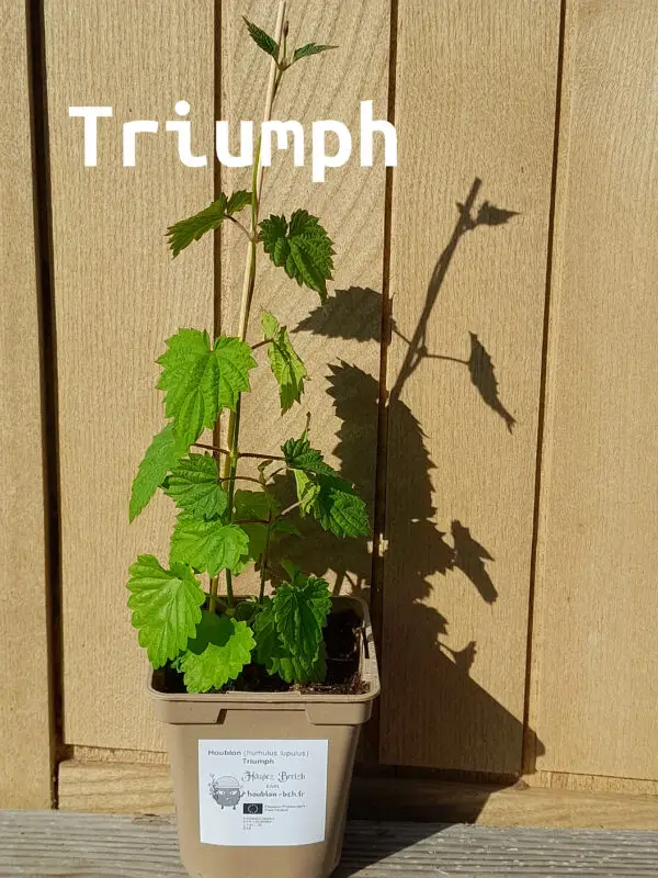 Triumph 2026 nom