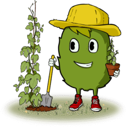 Plant de houblon