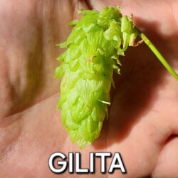 Gilita - 100g cônes