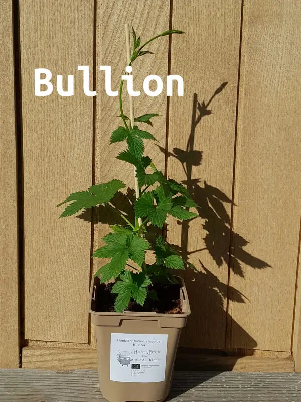 Bullion 2026 nom