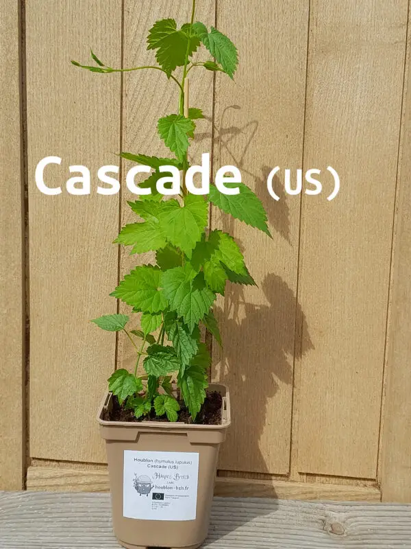 Cascade 2026 nom