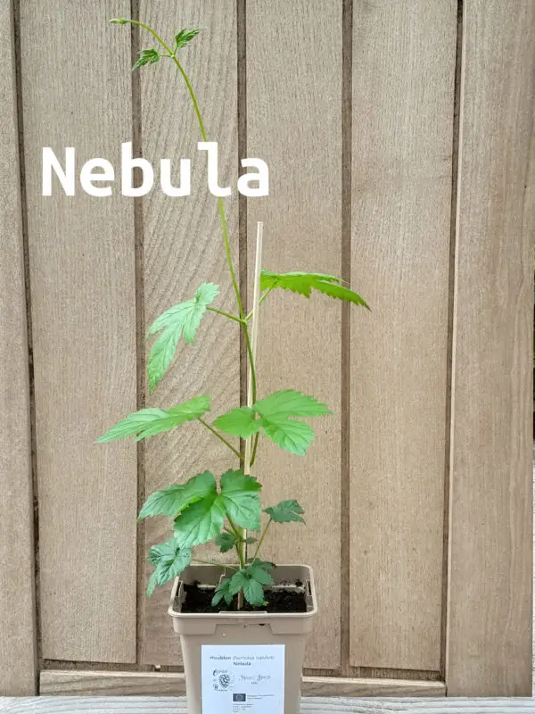 Nebula 2026 nom