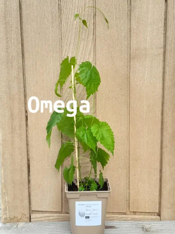 Omega 2026 nom