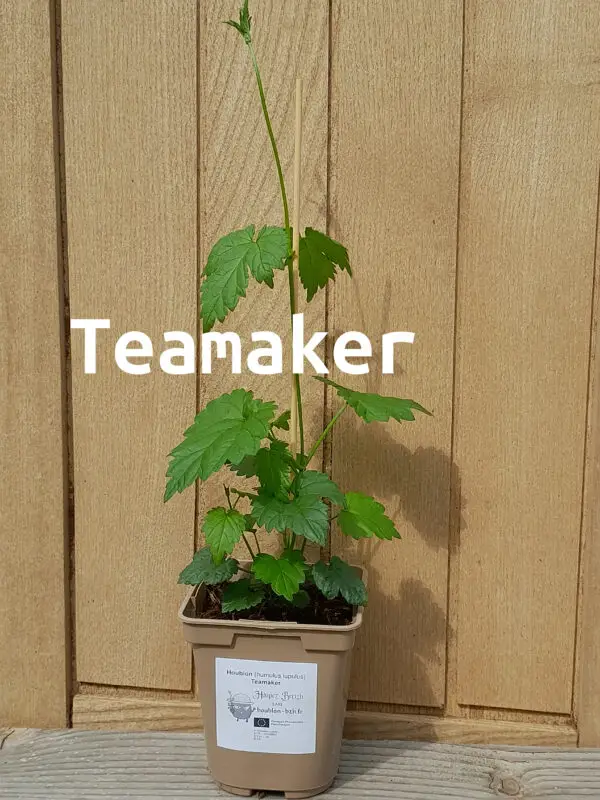 Teamaker 2026 nom